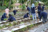 Polbeng Tanam 12 Ribu Cabai  Lewat Teknologi Tepat Guna