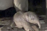 Lisa, Induk Gajah 45 Tahun Melahirkan Bayi Jantan di Flying Squad TNTN