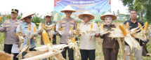 Panen Jagung Serentak Kuartal II 2026 di Banjar Guntung Tingkatkan Optimisme Petani dan Ketahanan Pangan