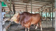 758 Ternak di Riau Terkena PMK