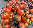 Harga TBS Kelapa Sawit Kemitraan Plasma Riau 14 - 20 OKTOBER 2026