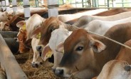 Siapkan Tenaga Ekstra, Masjid Raya Senapelan Sembelih Sapi Kurban Berbobot 750 Kg
