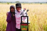 Zakat Produktif BAZNAS Siak Antar Mustahik Menuju Kemandirian Lewat Panen Raya Padi