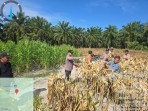 Panen Raya Jagung, Polsek Pinggir Dukung Program Asta Cita Presiden