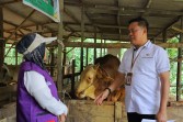 Sapi Kurban Presiden RI di Pekanbaru Bakal Dipotong di Masjid Nurul Amal Tirta Siak