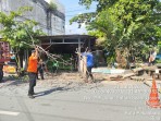 BPBD Pekanbaru Imbau Warga Waspadai Pohon Tumbang Dalam Cuaca Ekstrem