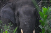 Gajah Liar Mengamuk Serang Warga di Dusun Tua Pangkalan Lesung