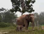 Bayi Gajah Lisa Lahir di TNTN Dinamai 'Ganesha'