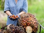 Harga TBS Kelapa Sawit Kemitraan Swadaya  Provinsi 29  April - 5 Mei 2026