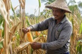Kisah Petani Sukamaju Menaklukkan Lahan Gambut dengan Jagung