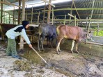 Dua Dekade Kelompok Ternak Sapi CD RAPP Ingin Maju Bertahan dan Berkembang di Koto Benai
