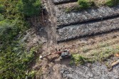 Polda Riau Selidiki Dugaan Perusakan 100 Hektare Hutan Mangrove di Rohil