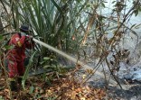 Manggala Agni Masih Berjibaku Padamkan Karhutla di 4 Daerah