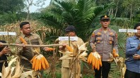 2 TON Jagung Pipil Berhasil Dipanen Didesa Pulau Deras Pangean, IPTU. Mario Suwito SH. MH Dukung Penuh Ketahanan Pangan