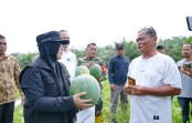 Panen Semangka di Sungai Apit, Bupati Afni Buktikan Dana Desa Bermanfaat bagi Warga