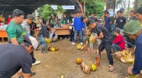 Lomba Menyolak Kelapa, Menjaga Warisan Tradisi dalam Milad ke-61 Inhil