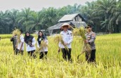 Sawah untuk Negeri, Petani Siak Berjuang Menjaga Ketahanan Pangan
