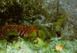 Konflik Harimau, BBKSDA Riau Pasang Lima Kamera Trap di Tanjung SImpang