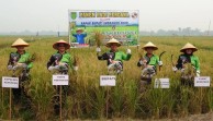 Panen Padi Perdana Kelompok Tani Sekayan Subur  Kemuning