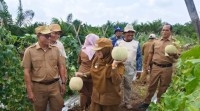Petani di Siak Sulap Lahan Gambut Jadi Kebun Melon