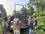 BBKSDA Riau Pasang Trap Kendalikan Beruang di Desa Kuntu Kampar
