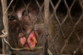 Monyet Penyerang 18 Warga Tembilahan Akhirnya Masuk Perangkap Besi, Begini Penampakannya