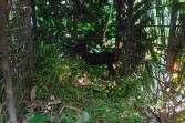 Sudah Diumpan Kambing, Harimau Sumatera di Desa Danai Belum Juga Masuk Perangkap