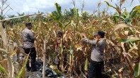 Ditemani Polisi, Petani Tanah Putih Panen Jagung di Lahan Satu Hektar