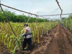 Polsek Bantan Cek Ketahanan Pangan, Jagung Pipil di Desa Sukamaju Siap Panen