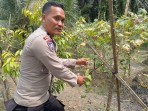Dukung Program Asta Cita, Kapolsek singingi Cek Pekarangan bergizi Legiono