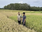 Lampaui Target,  BULOG Kampar Sudah Serap 112 Ton Beras dan Gabah Petani  Lokal
