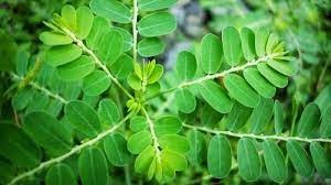 Ini Manfaat Daun Kelor Bagi Kesehatan