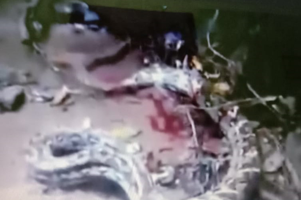 Lagi Cari Ikan di Sungai, Pemuda Ini Tewas Dililit Ular Piton Sepanjang 7 Meter