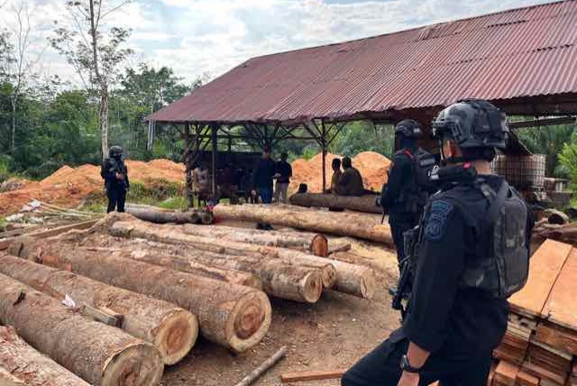 Sempat DPO, Wanita Pemodal Sawmill Ilegal Ditangkap Ditreskrimsus Polda Riau