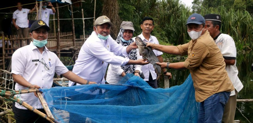 Bupati Alfedri Panen Ikan Tapah dan Ikan Toman di Danau Zamrud