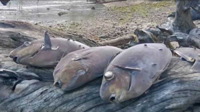Ribuan Ikan Mati Misterius dengan Tulang Retak dan Mata Copot, Warga Pesisir Ambon Khawatir Terjadi Tsunami