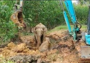 Dramatis Ekskavator Evakuasi Anak Gajah Jatuh Terlentang Galian di Sungai Mandau