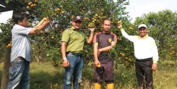Kisah Sukses Petani Limau  Manis Binaan PT RAPP di Kampar Bertahan di Masa Pandemi, ''Sekali Panen Hasilkan Rp50 Juta''