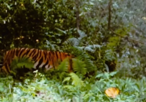 Warga Diserang Dua Ekor Harimau Sumatera di Rantau Langsat Inhu