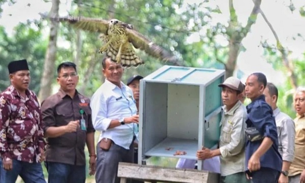 BBKSDA Lepas Elang Brontok, Kura-kura dan Tanam :Pohon di Buluh Cina
