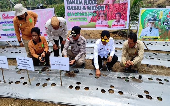 Jaga Ketersediaan Pangan, Bupati Kuansing dan KTNA Tanam Raya Cabai dan Melon