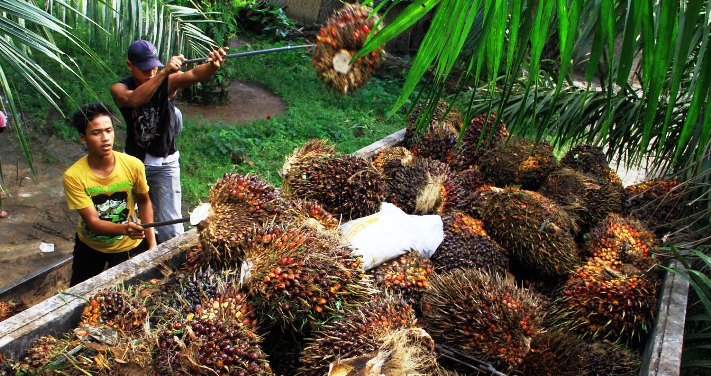 Ondeh, Harga TBS Sawit di Riau Turun Lagi