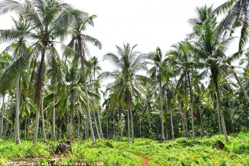 Kementerian Pertanian Bantu Peremajaan 500 Hektare Kebun Kelapa di Inhil  Tahun Ini