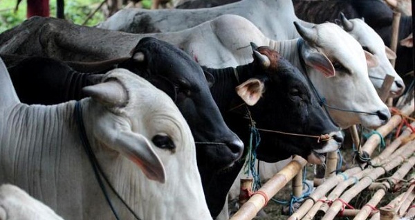 Naik Hingga 10 Persen, Harga Sapi Kurban Mencapai Rp15 Juta Per Ekor