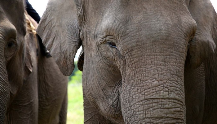 Kawanan Gajah Masuk Kampung, Rusak Ratusan Batang Sawit di Pangkalan Lesung