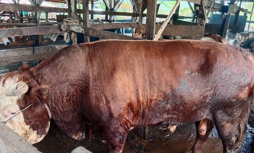1 Ekor Sapi Kurban Presiden Prabowo Dengan Bobot 750kg Di Kota Dumai Dibeli Dari Petani Lokal Asal Purnama