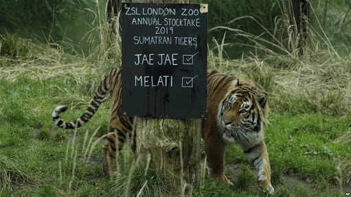 Ini Nyata, Dibawa ke London untuk Dikawinkan, Harimau Sumatera Malah Bunuh Pasangannya