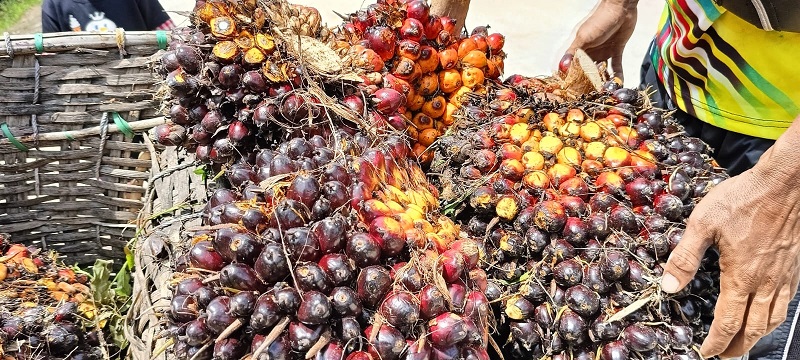 Petani  Berjaye! Harga Sawit Plasma Naik, Beberapa Poin Lagi Mendekati Rp3.000 Per Kilogram