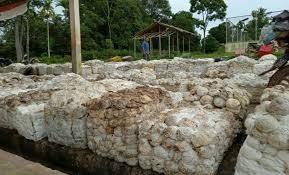 Segini Harga Bahan Olahan Karet di Riau Pekan Ini...