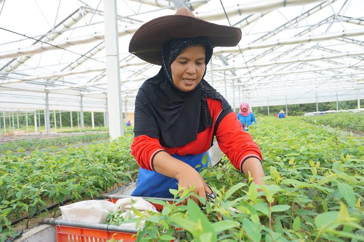 Kerja di KCN2 PT RAPP, Irdayanti Bertekad Wujudkan Harapan Buah Hatinya Menjadi Guru